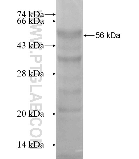 IRF7 fusion protein Ag19189 SDS-PAGE
