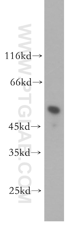 Western Blot (WB) analysis of mouse spleen tissue using IRF8 Polyclonal antibody (18977-1-AP)