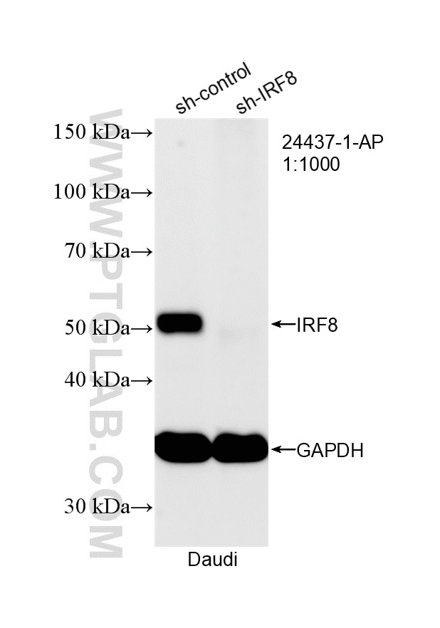Western Blot (WB) analysis of Daudi cells using IRF8 Polyclonal antibody (24437-1-AP)