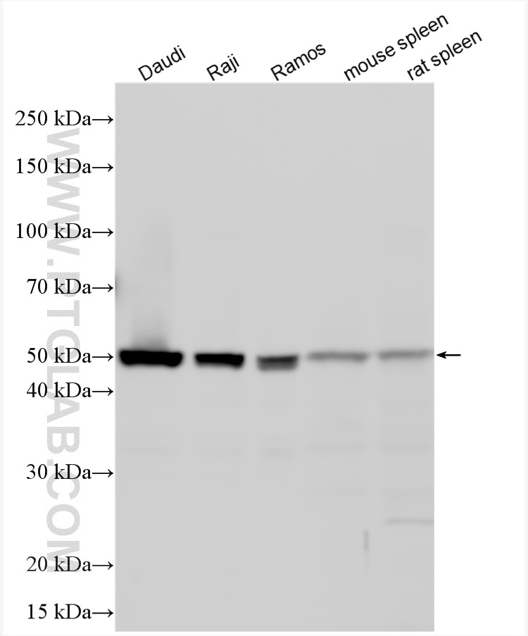 Western Blot (WB) analysis of various lysates using IRF8 Polyclonal antibody (24437-1-AP)