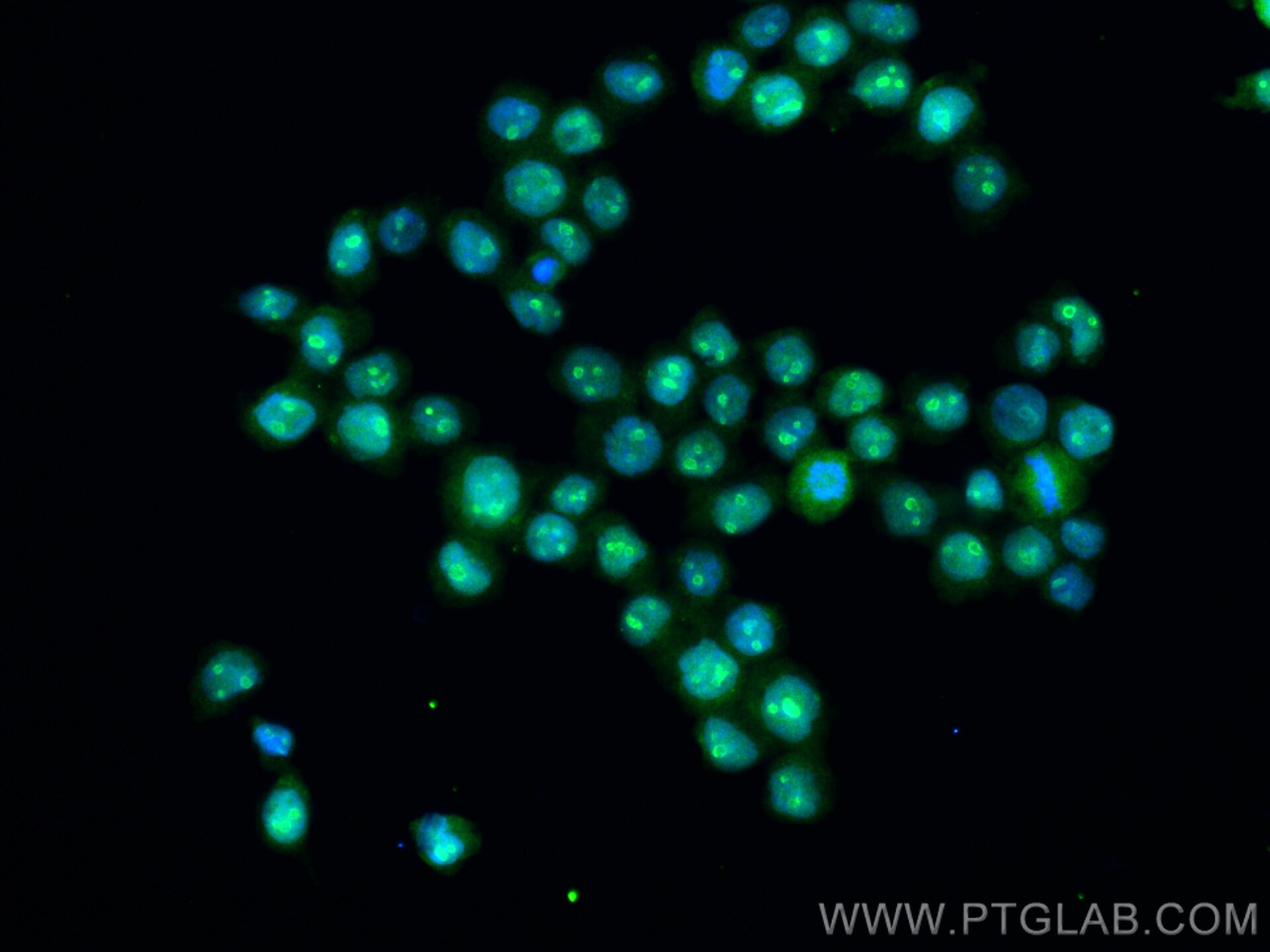 Immunofluorescence (IF) / fluorescent staining of THP-1 cells using IRF8 Monoclonal antibody (67142-1-Ig)