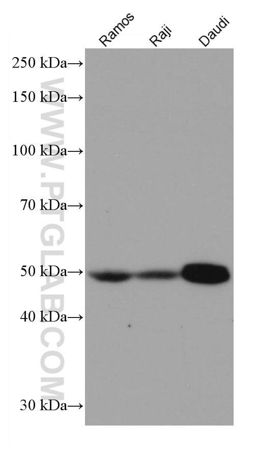 Western Blot (WB) analysis of various lysates using IRF8 Monoclonal antibody (67142-1-Ig)