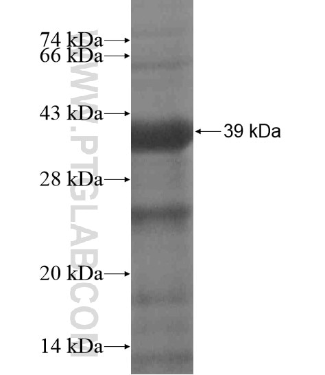 IRF8 fusion protein Ag19909 SDS-PAGE