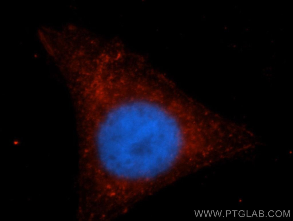 Immunofluorescence (IF) / fluorescent staining of HepG2 cells using IRF9 Polyclonal antibody (14167-1-AP)