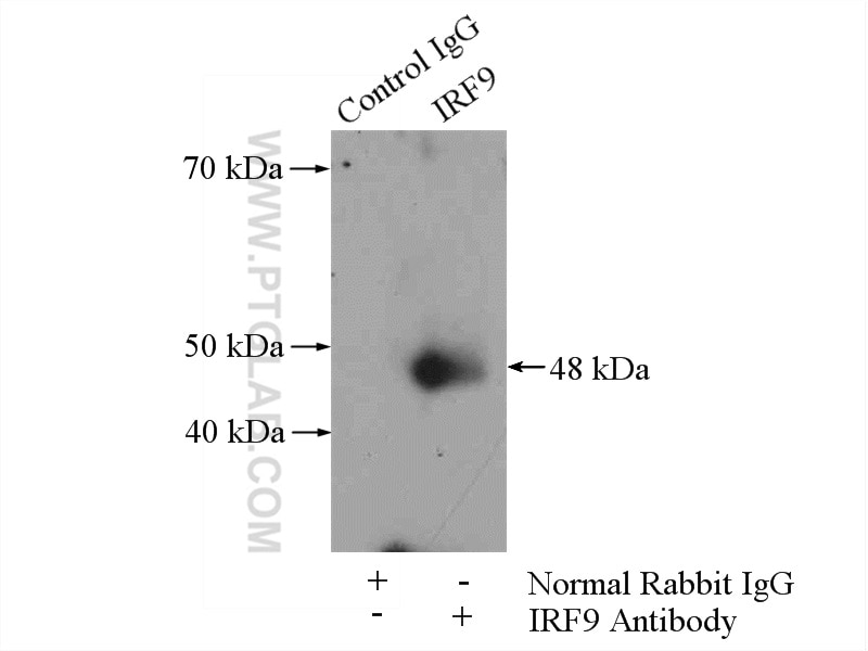Immunoprecipitation (IP) experiment of mouse heart tissue using IRF9 Polyclonal antibody (14167-1-AP)
