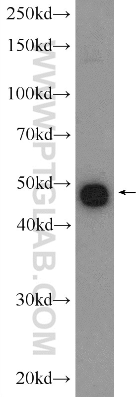 Western Blot (WB) analysis of rat heart tissue using IRF9 Polyclonal antibody (14167-1-AP)