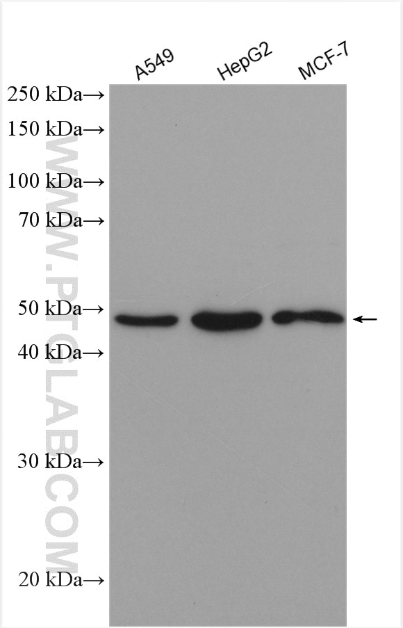 Western Blot (WB) analysis of various lysates using IRF9 Polyclonal antibody (14167-1-AP)
