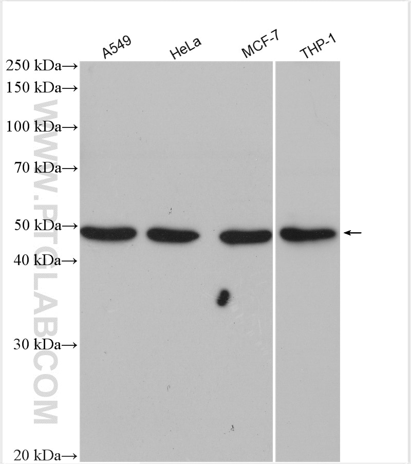Western Blot (WB) analysis of various lysates using IRF9 Polyclonal antibody (14167-1-AP)