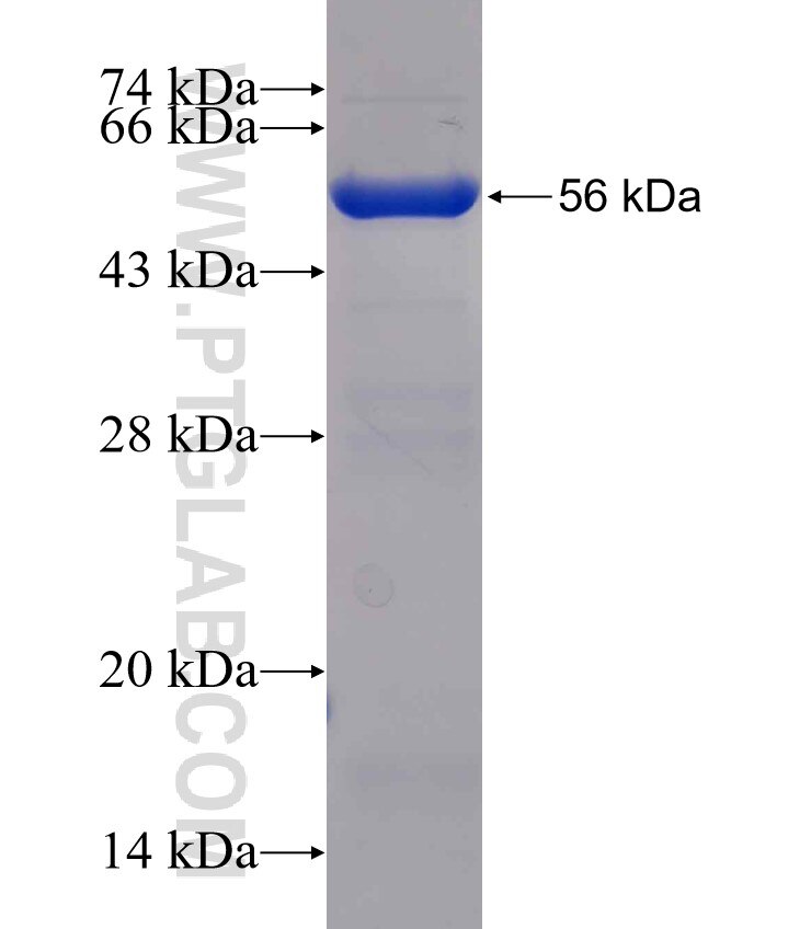 IRF9 fusion protein Ag30754 SDS-PAGE