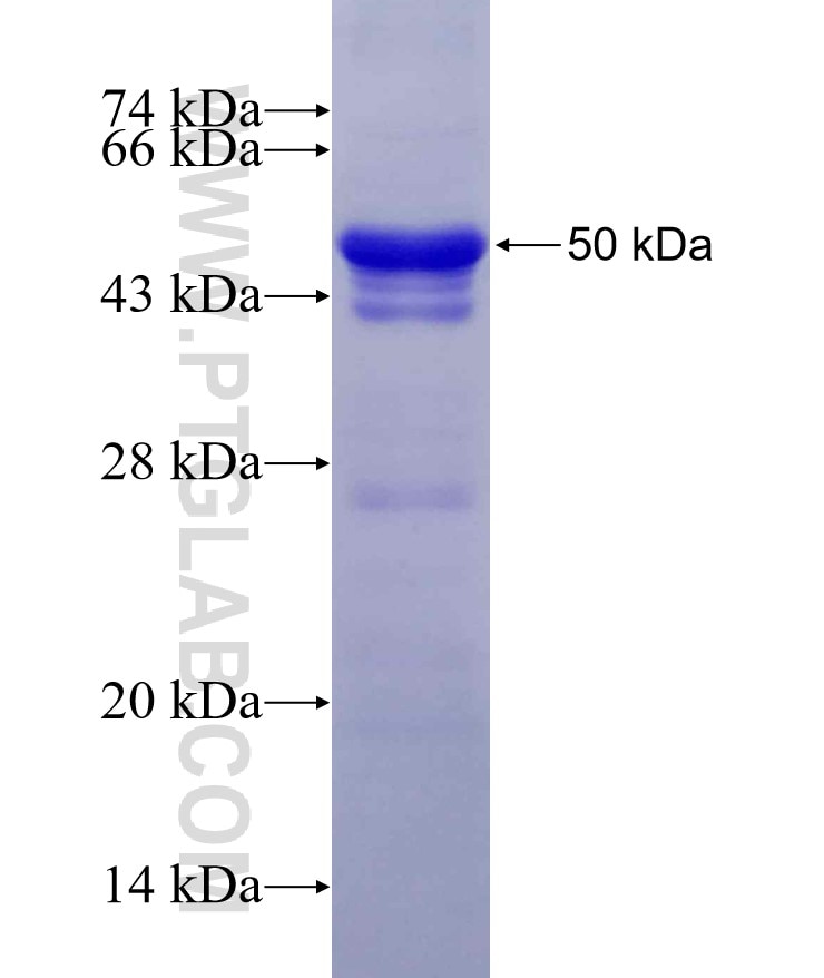 IRF9 fusion protein Ag5943 SDS-PAGE