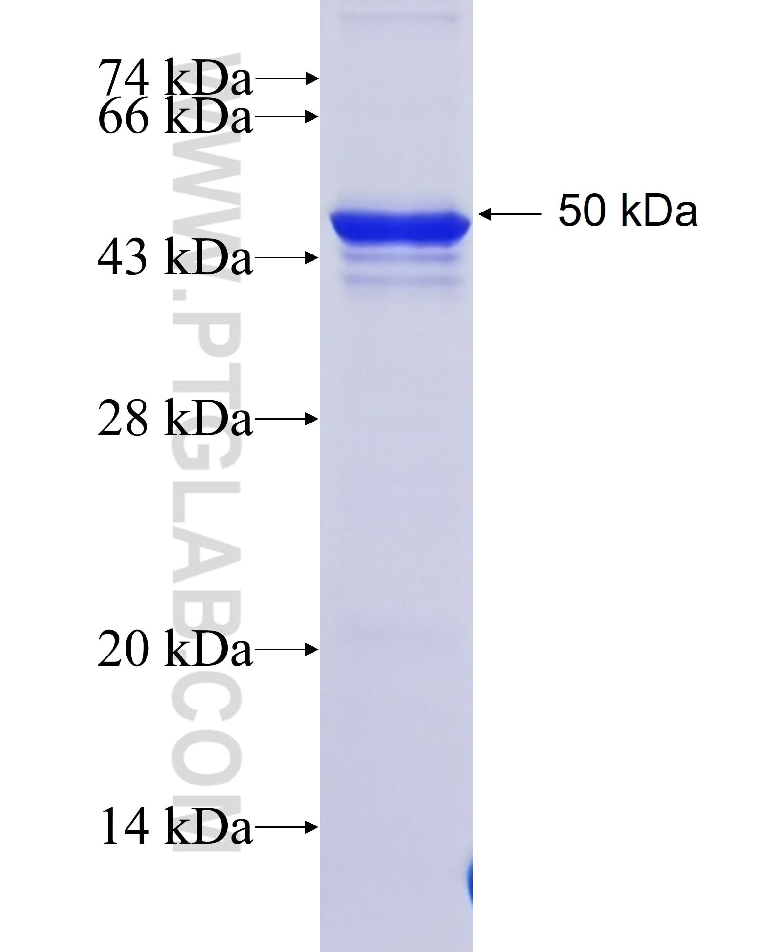 IRF9 fusion protein Ag5943 SDS-PAGE