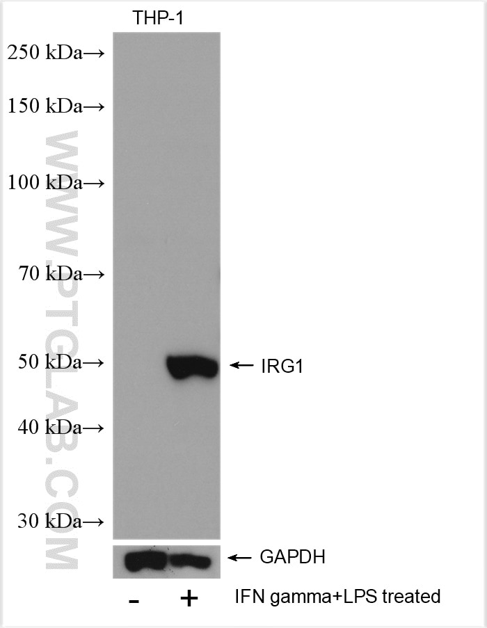 Western Blot (WB) analysis of various lysates using IRG1 Polyclonal antibody (28436-1-AP)