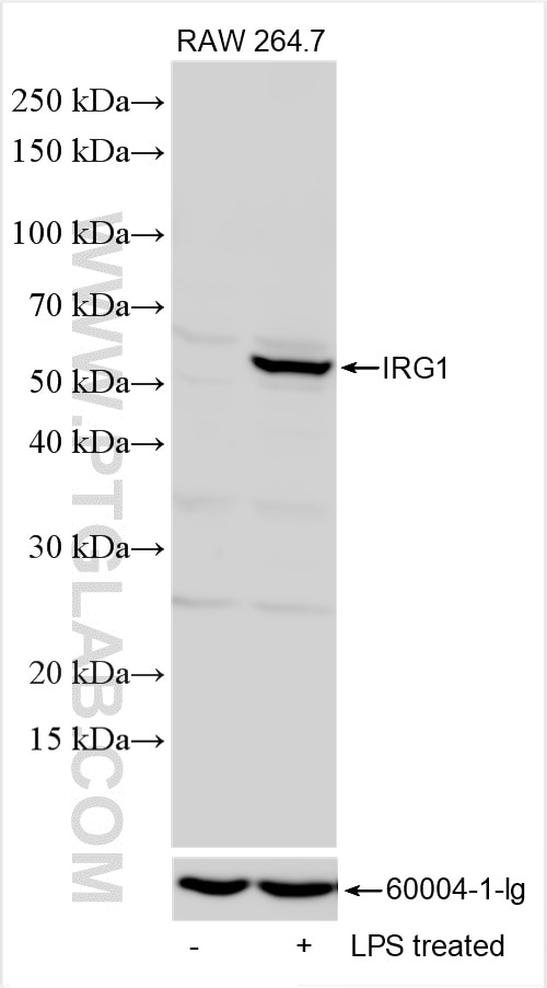 Western Blot (WB) analysis of various lysates using IRG1 Polyclonal antibody (28436-1-AP)