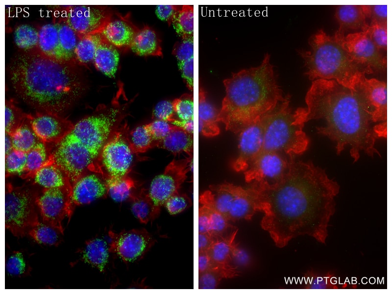 Immunofluorescence (IF) / fluorescent staining of RAW 264.7 cells using IRG1 Recombinant monoclonal antibody (86725-1-RR)