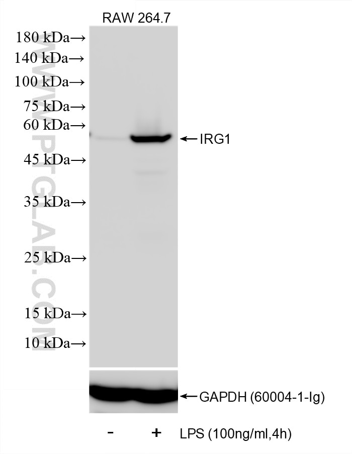 Western Blot (WB) analysis of RAW 264.7 cells using IRG1 Recombinant monoclonal antibody (86725-1-RR)