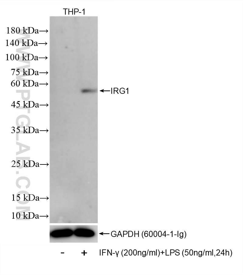 Western Blot (WB) analysis of THP-1 cells using IRG1 Recombinant monoclonal antibody (86725-1-RR)