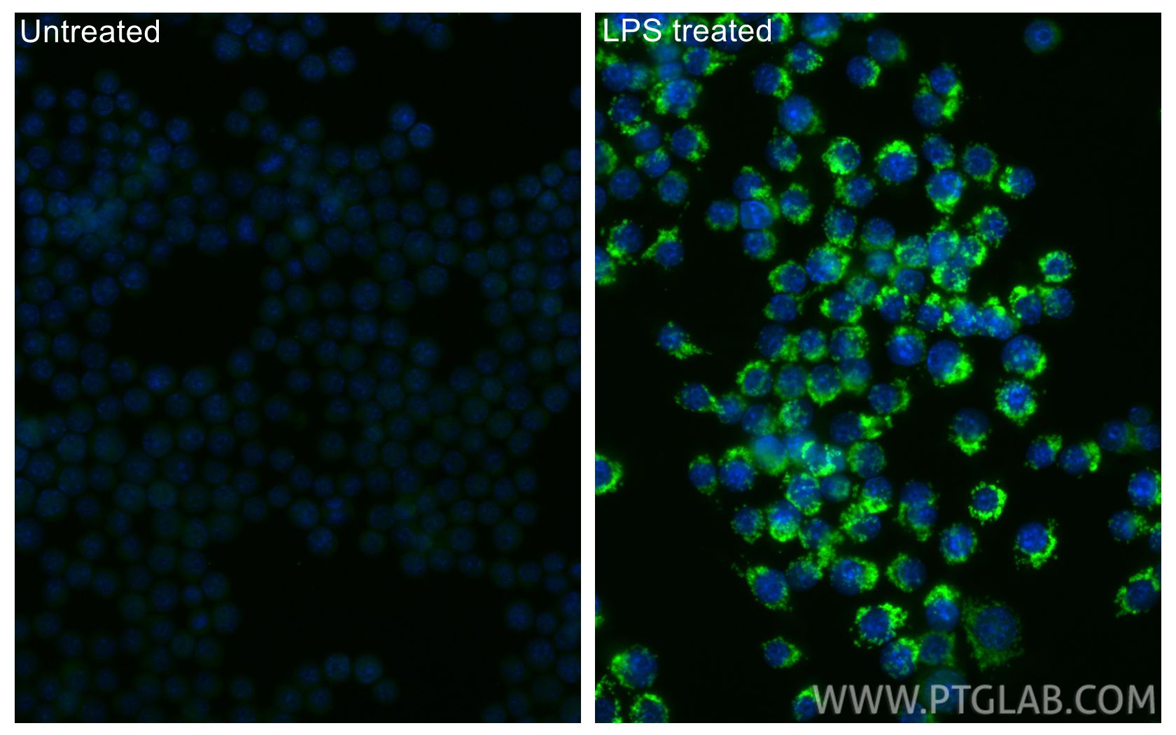 IF Staining of RAW 264.7 using CL488-86725 Immunofluorescence (IF) / fluorescent staining of RAW 264.7 cells using CoraLite® Plus 488-conjugated IRG1 Recombinant mon (CL488-86725)