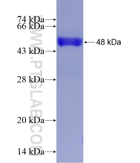 IRG1 fusion protein Ag28913 SDS-PAGE