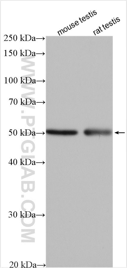 Western Blot (WB) analysis of various lysates using IRGC Polyclonal antibody (14090-1-AP)