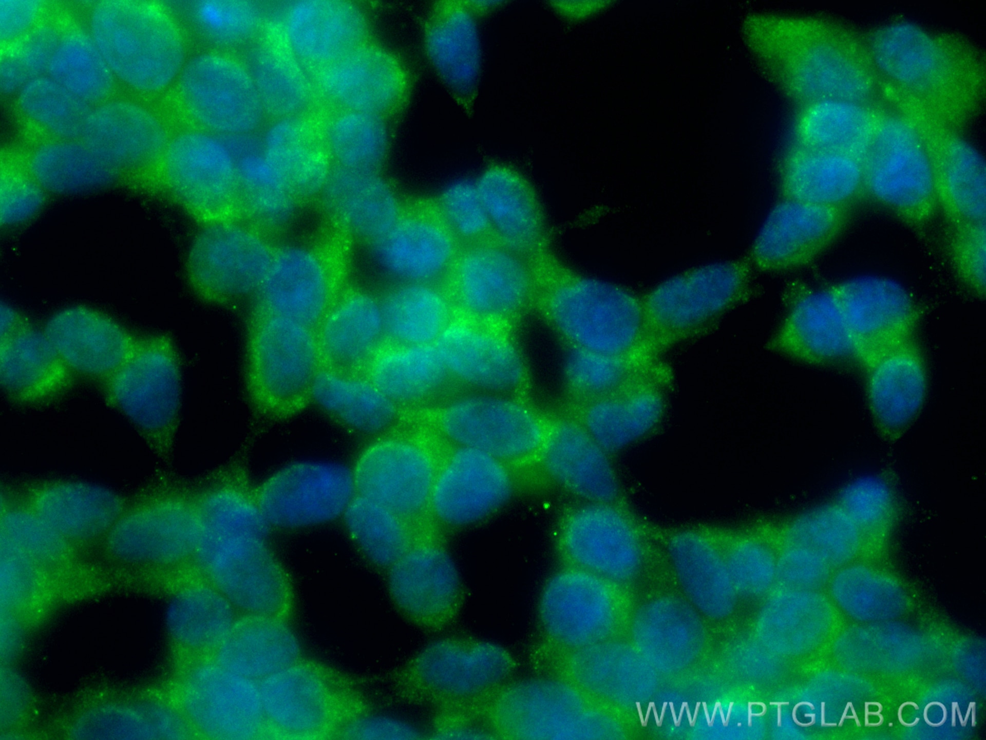 Immunofluorescence (IF) / fluorescent staining of SH-SY5Y cells using CoraLite® Plus 488-conjugated IRGC Polyclonal anti (CL488-14090)