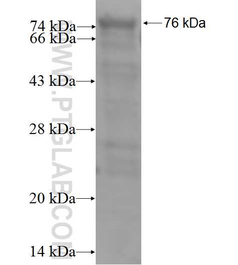 IRGC fusion protein Ag5279 SDS-PAGE