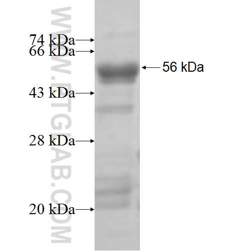 IRGC fusion protein Ag5394 SDS-PAGE