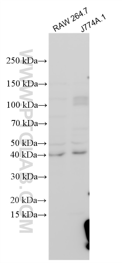 Western Blot (WB) analysis of various lysates using IRGM Polyclonal antibody (25231-1-AP)