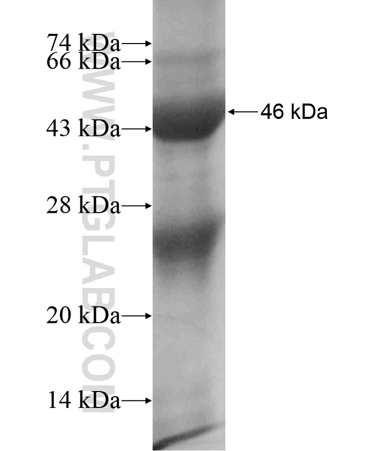IRGM fusion protein Ag18528 SDS-PAGE
