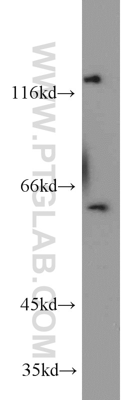 Western Blot (WB) analysis of HEK-293 cells using IRGQ Polyclonal antibody (23239-1-AP)