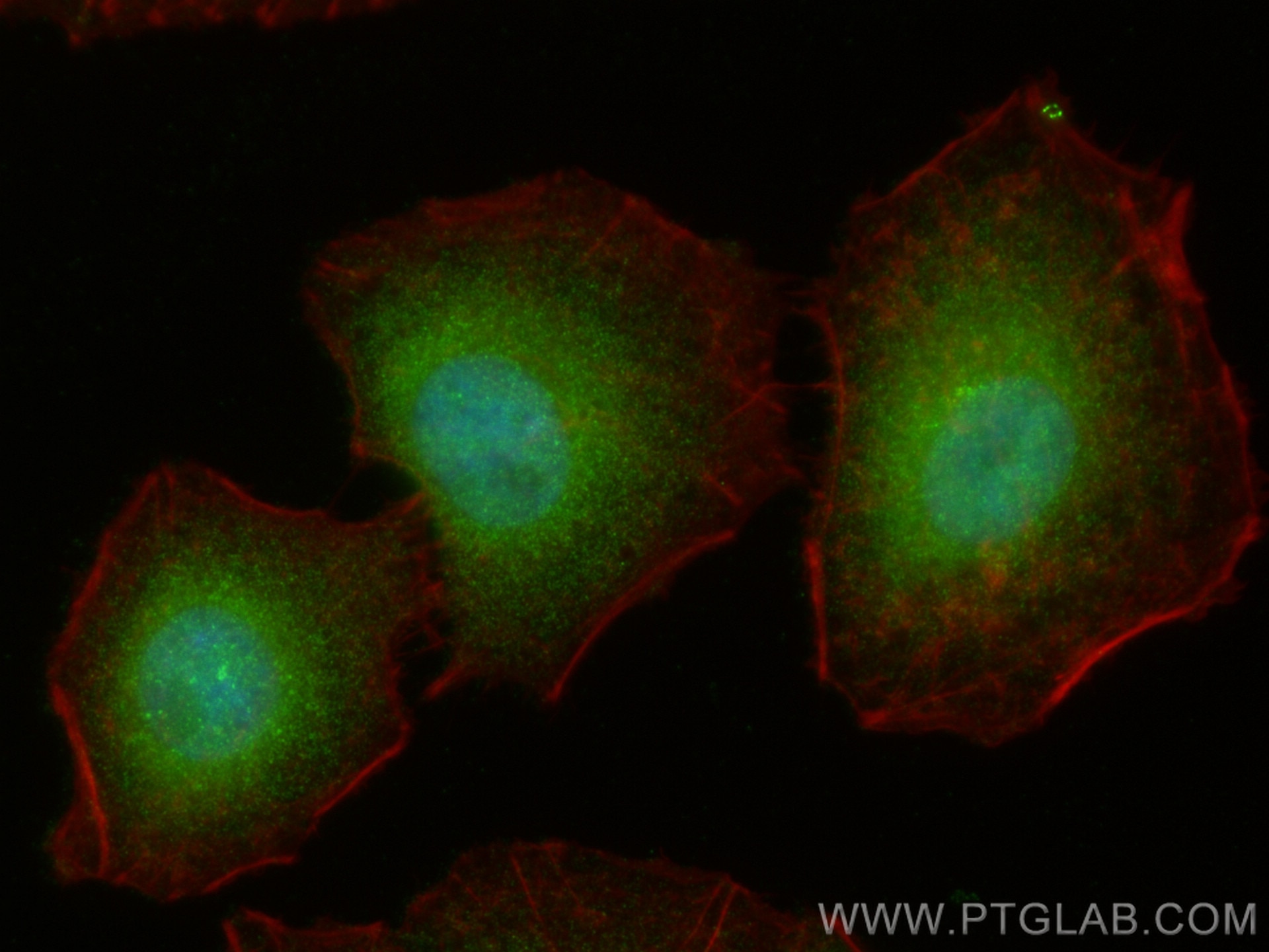 Immunofluorescence (IF) / fluorescent staining of A549 cells using IRS1 Polyclonal antibody (17509-1-AP)