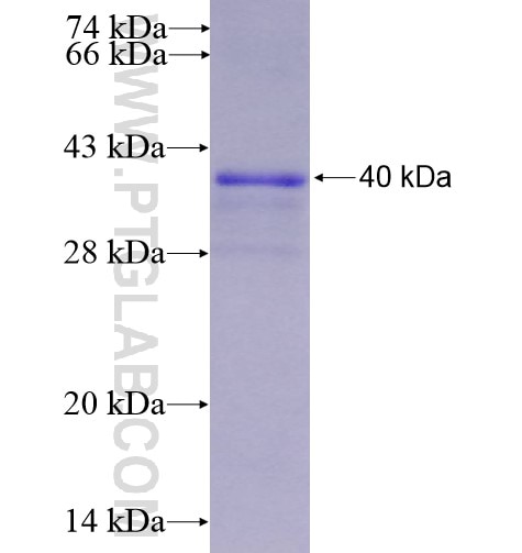 IRS1 fusion protein Ag11872 SDS-PAGE