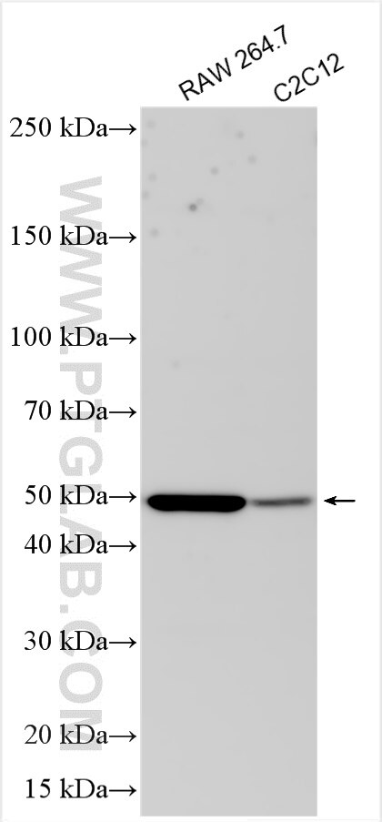 Western Blot (WB) analysis of various lysates using IRX1 Polyclonal antibody (31699-1-AP)