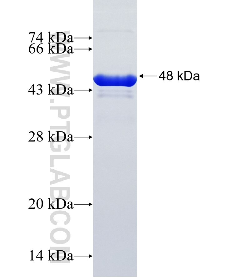 IRX1 fusion protein Ag36597 SDS-PAGE