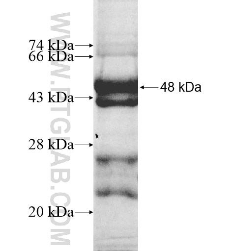IRX2 fusion protein Ag13127 SDS-PAGE