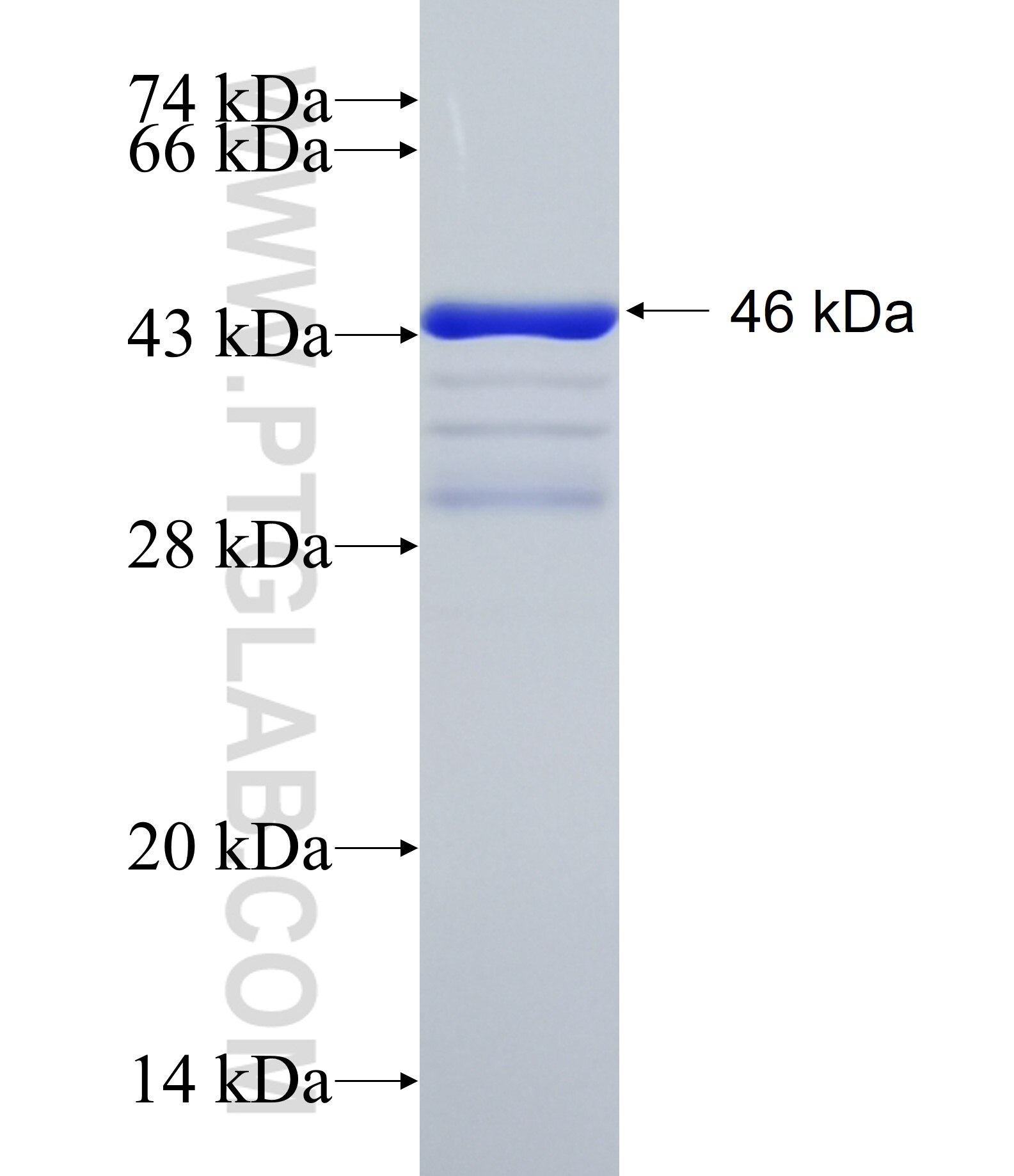 IRX3 fusion protein Ag26743 SDS-PAGE