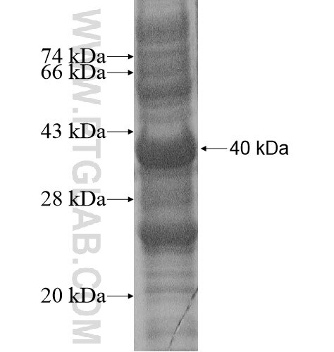 ISCA1 fusion protein Ag14188 SDS-PAGE