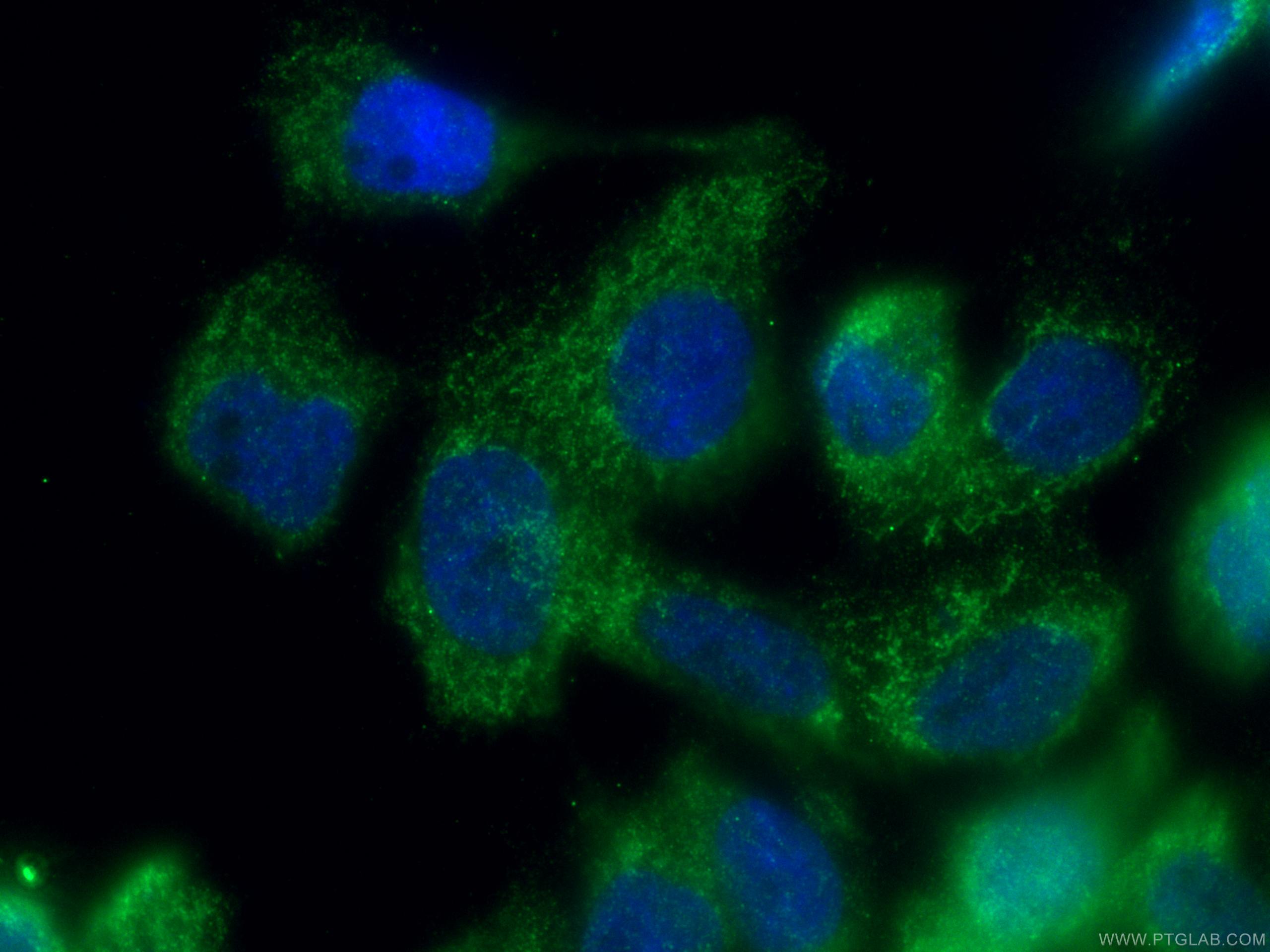 Immunofluorescence (IF) / fluorescent staining of A431 cells using ISCA2 Polyclonal antibody (13200-1-AP)