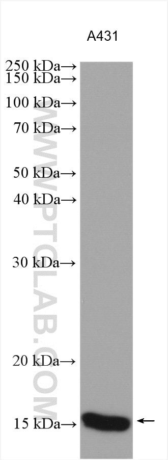 Western Blot (WB) analysis of various lysates using ISCA2 Polyclonal antibody (13200-1-AP)