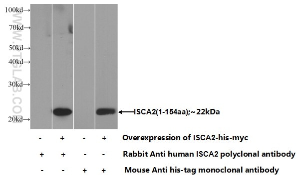ISCA2 Polyclonal antibody