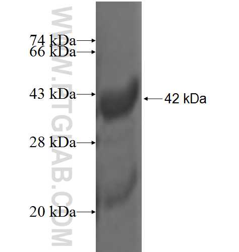 ISCA2 fusion protein Ag3941 SDS-PAGE