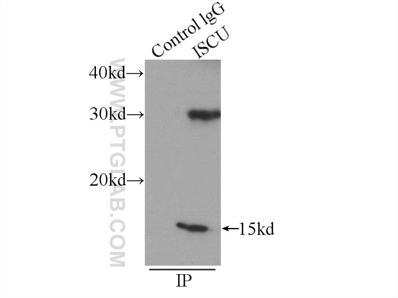 Immunoprecipitation (IP) experiment of mouse heart tissue using ISCU Polyclonal antibody (14812-1-AP)