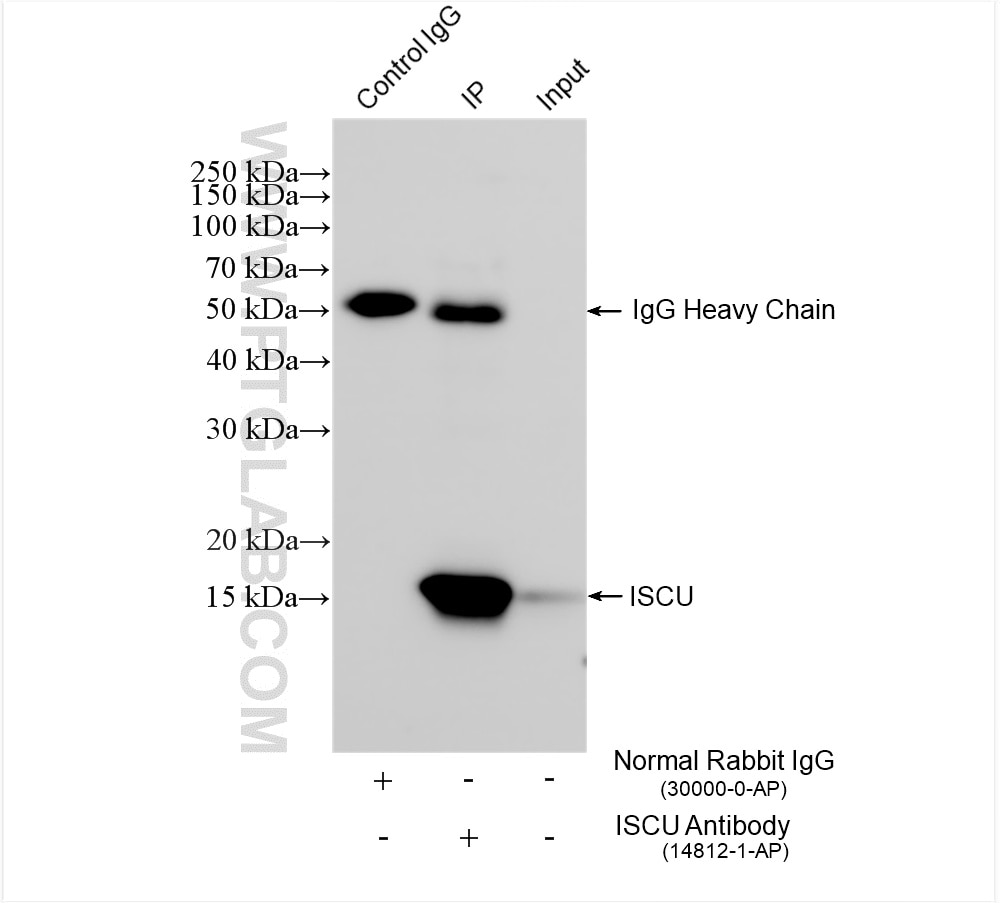Immunoprecipitation (IP) experiment of mouse heart tissue using ISCU Polyclonal antibody (14812-1-AP)