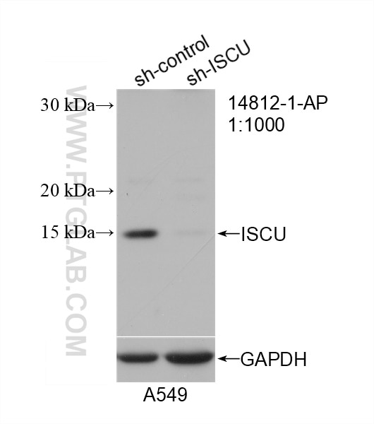 Western Blot (WB) analysis of A549 cells using ISCU Polyclonal antibody (14812-1-AP)