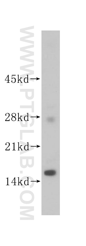 Western Blot (WB) analysis of HeLa cells using ISCU Polyclonal antibody (14812-1-AP)