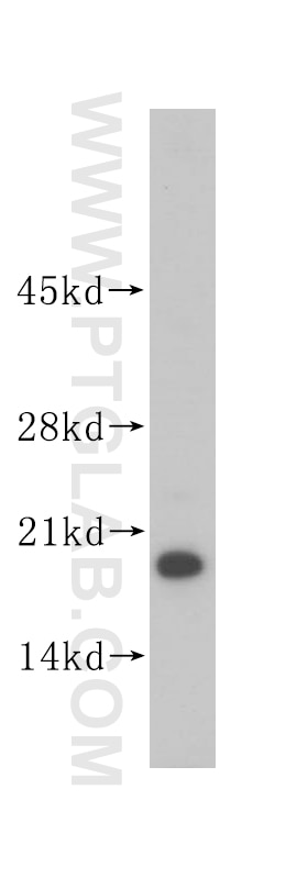 Western Blot (WB) analysis of mouse heart tissue using ISCU Polyclonal antibody (14812-1-AP)