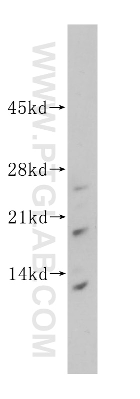 Western Blot (WB) analysis of Raji cells using ISCU Polyclonal antibody (14812-1-AP)