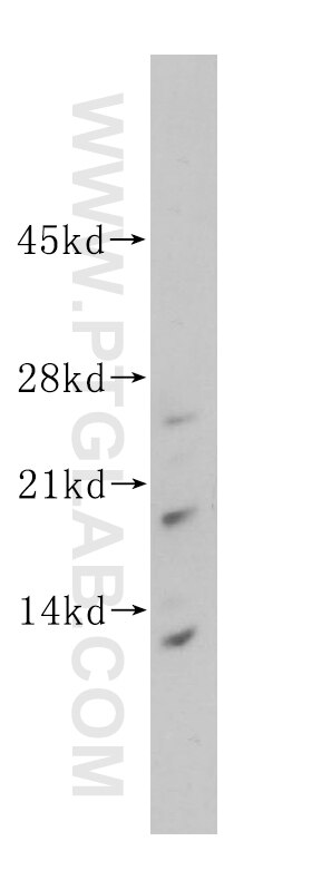 Western Blot (WB) analysis of Raji cells using ISCU Polyclonal antibody (14812-1-AP)