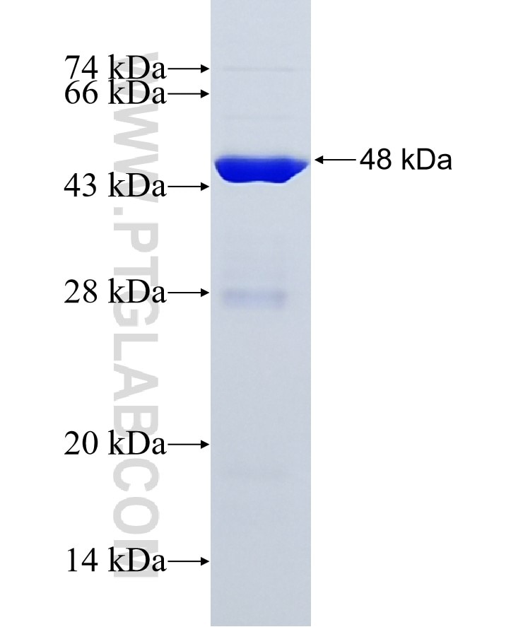 ISCU fusion protein Ag6562 SDS-PAGE