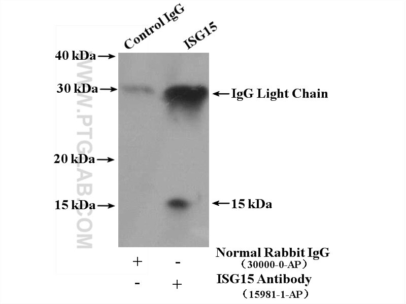 Immunoprecipitation (IP) experiment of HeLa cells using ISG15 Polyclonal antibody (15981-1-AP)
