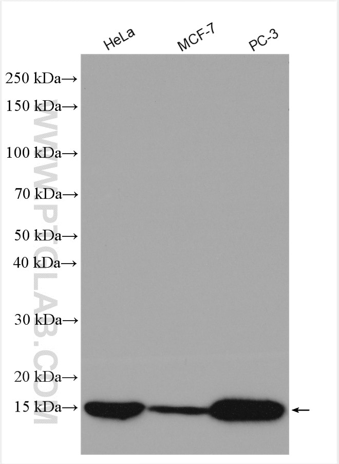 Western Blot (WB) analysis of various lysates using ISG15 Polyclonal antibody (15981-1-AP)